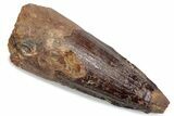 Fossil Spinosaurus Tooth - Real Dinosaur Tooth #376439-1